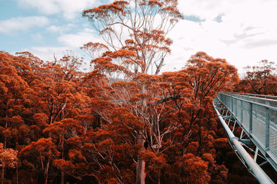 Trees against sky during autumn