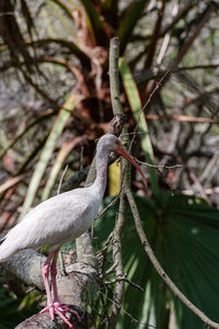 Close-up of bird perching on tree