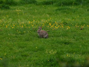 View of an animal on grassy field