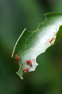 Close-up of ant on leaf