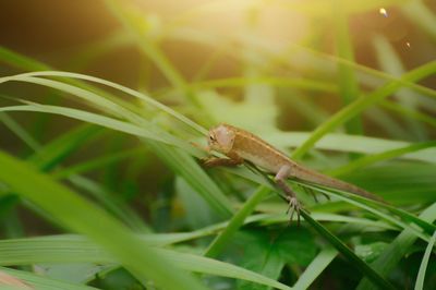 Close-up of insect on grass