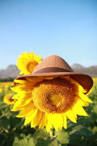 Close-up of yellow sunflower against sky