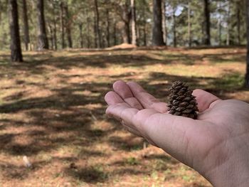 Cropped image of person holding tree trunk in forest