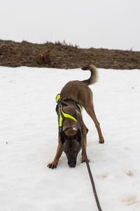 Belgian malinois for a walk in the park of teverga with a yellow reflective harness