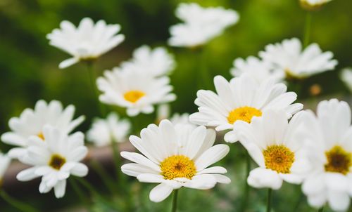 Close-up of white daisy flowers