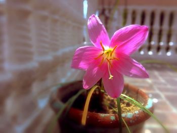 Close-up of pink flower