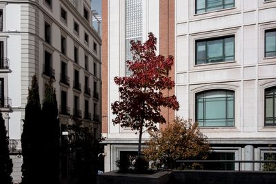 Low angle view of tree against building in city
