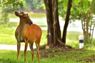 Barking deer is very beautiful decoration in the wild and remain in the national park of thai land.