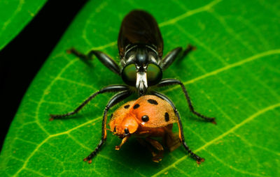 High angle view of insect on leaf