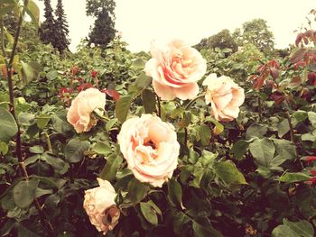 Close-up of pink rose