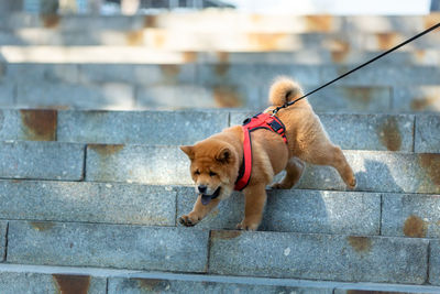 Dog lying down on staircase