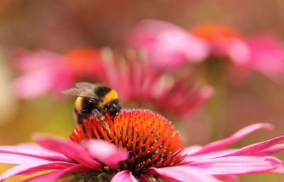 Close-up of bee pollinating on pink flower