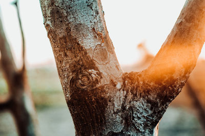 Close-up of tree trunk against sky