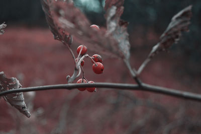 Close-up of berries growing on tree