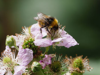 Close-up of bee pollinating on flower