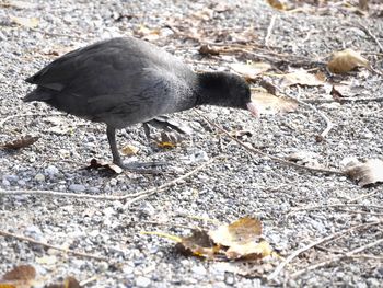 View of bird on field