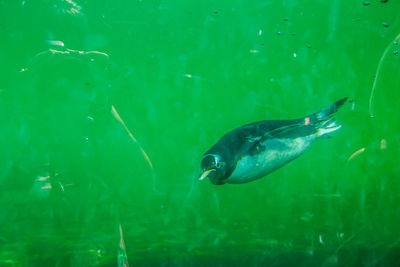 Fish swimming in sea