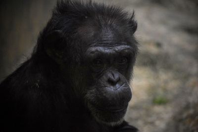 Close-up of monkey in zoo