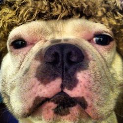 Close-up portrait of a dog