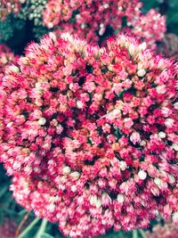 Close-up of pink flowers blooming outdoors