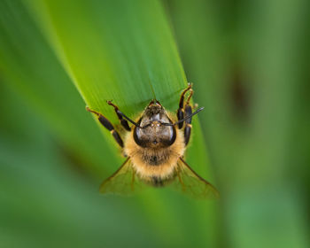 Close-up of insect on leaf