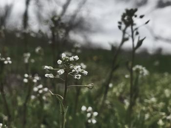 Close-up of white flowering plant on field