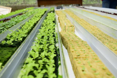 Scenic view of market stall in greenhouse