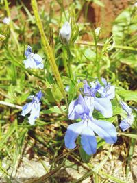 Close-up of purple flowers blooming