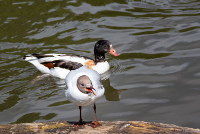 High angle view of ducks swimming on lake