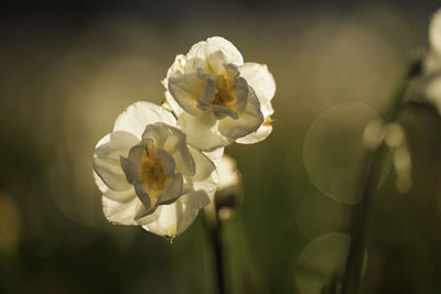 Close-up of white flowering plant