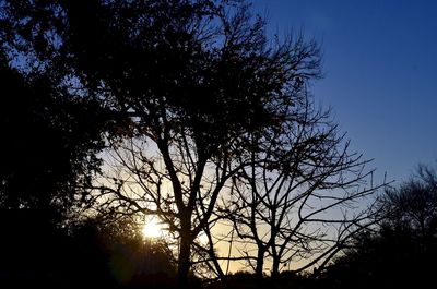 Silhouette of trees at sunset