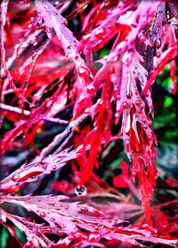 Close-up of red leaves