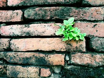 Detail shot of plant on brick wall