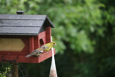 High angle view of bird perching on birdhouse