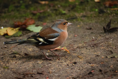 Close-up of bird perching on ground