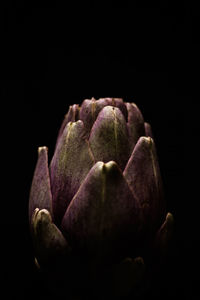 Close-up of purple flower against black background