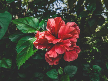 Close-up of red hibiscus flower