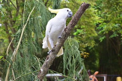 Bird perching on branch