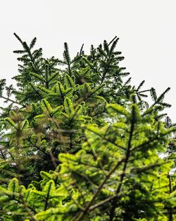 Low angle view of trees against clear sky