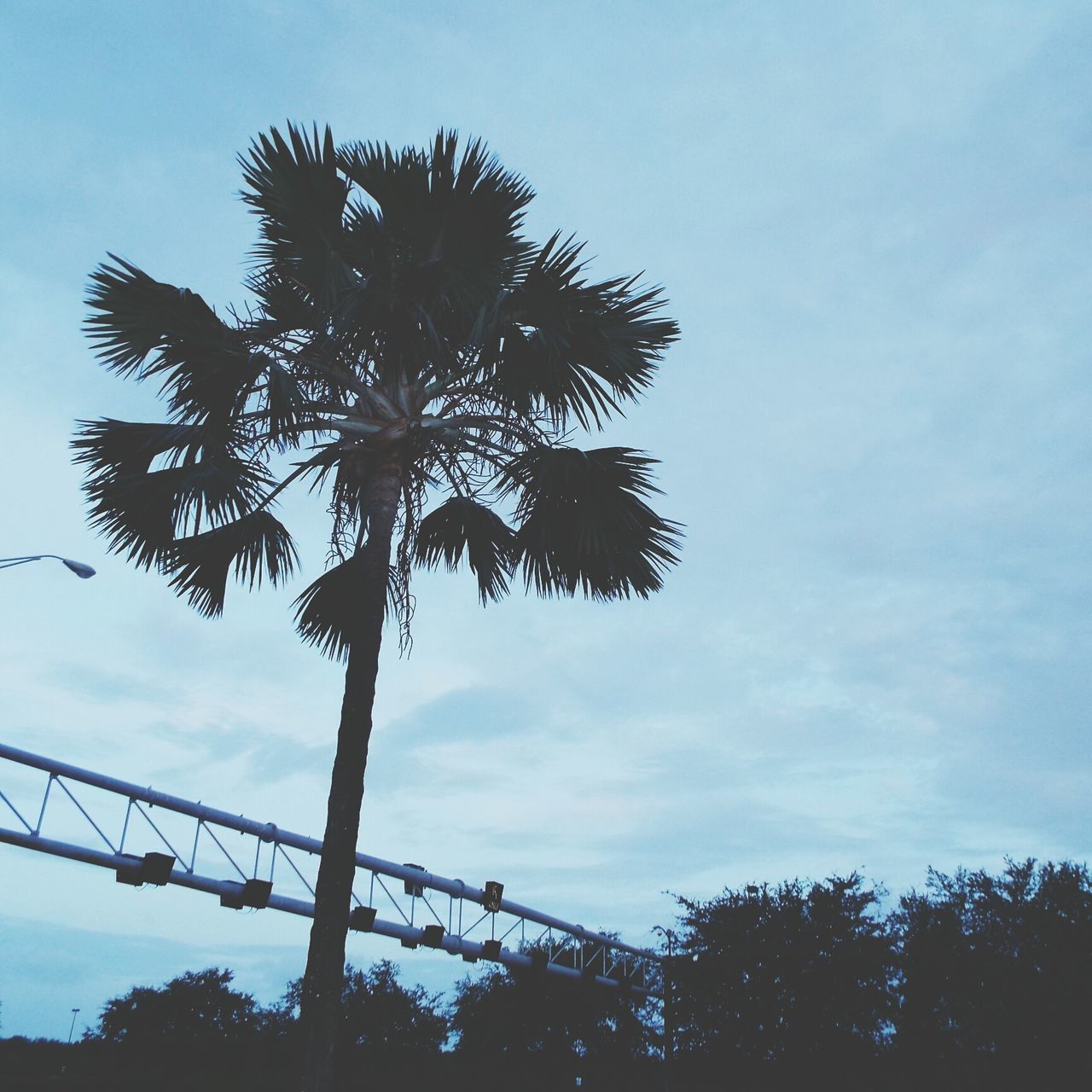 low angle view, sky, tree, silhouette, growth, nature, cloud - sky, tranquility, palm tree, branch, cloud, beauty in nature, sunset, blue, outdoors, no people, tree trunk, dusk, scenics, connection