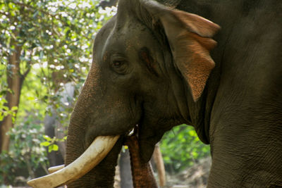 Close-up of elephant in forest