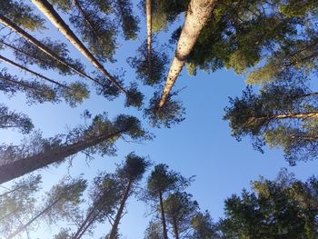 Low angle view of trees against sky