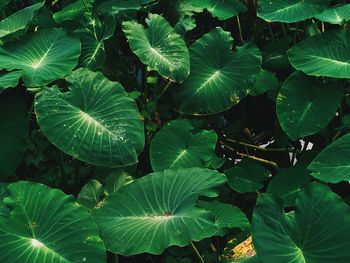 Full frame shot of leaves