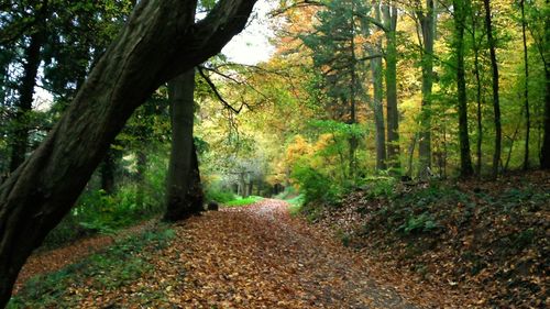 Trees in forest