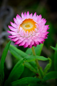 Close-up of pink flower