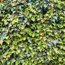 Background from branches and leaves of a decorative plant close-up