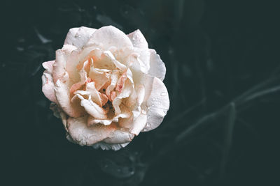 Close-up of rose against black background