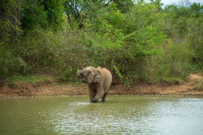 Elephant in the jungle, udawalawe national park, sri lanka. portrait format