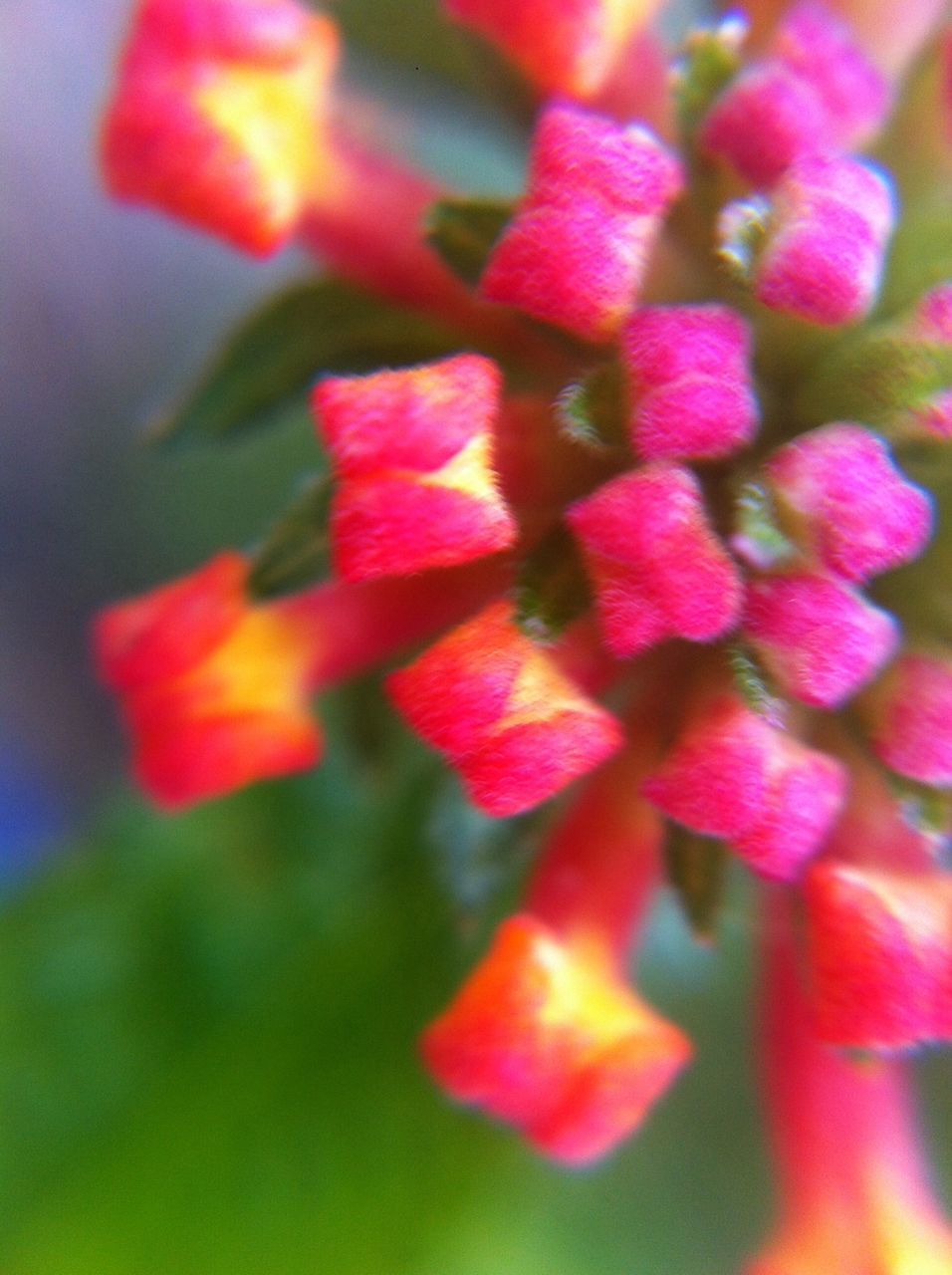 growth, red, flower, close-up, selective focus, freshness, focus on foreground, beauty in nature, fragility, nature, plant, leaf, petal, pink color, day, no people, season, outdoors, stem, botany