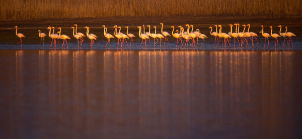 Birds at lakeshore during sunset